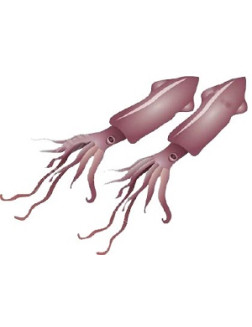 Ароматизатор Кальмари