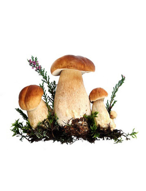 Ароматизатор Гриби